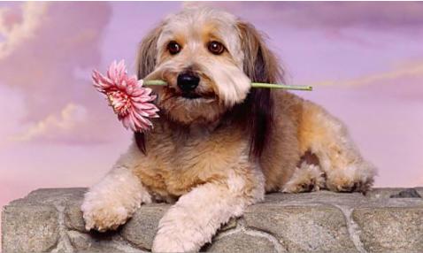 狗狗太粘人了怎么办,小狗狗太粘人怎么办