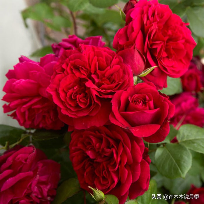 前一段时间买的月季不开花怎么办,月季不开花怎么区分开花颜色