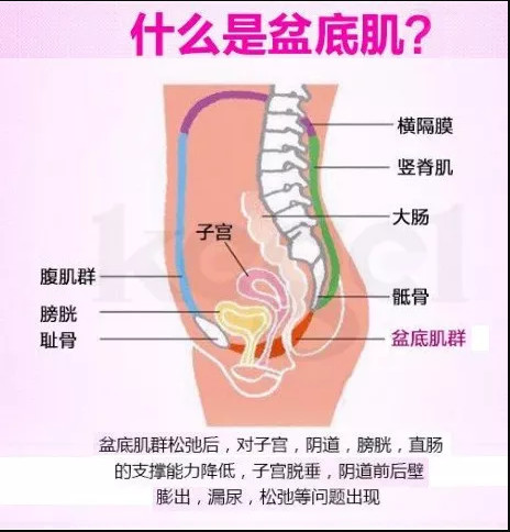 咳嗽漏尿是什么原因造成的,产后妈妈为什么会漏尿
