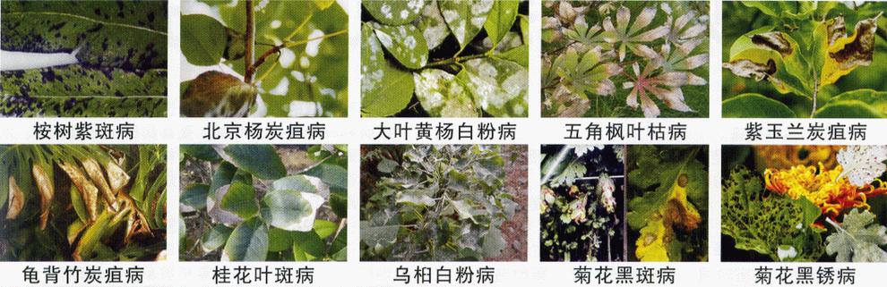 园林植物病虫害冬季防治,常见的园林植物虫害图片