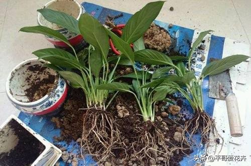 一帆风顺叶子发蔫怎么补救水培,一帆风顺黄叶怎么补救最快方法