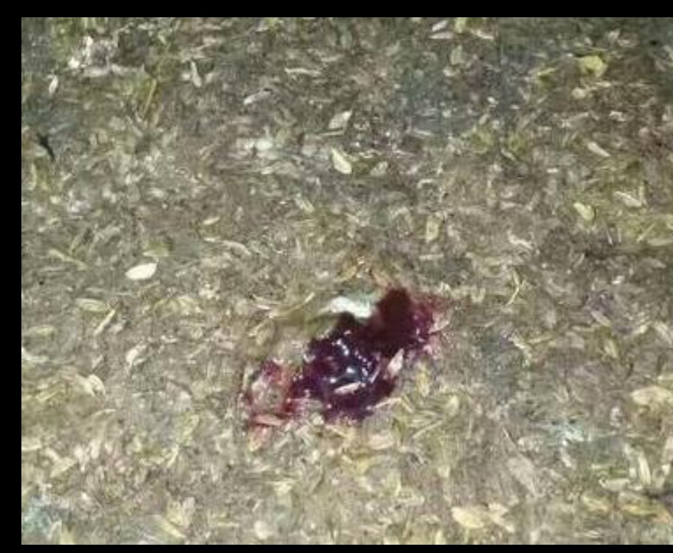 球虫病最快治疗方法,球虫病的症状及治疗