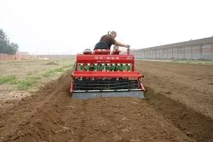 小麦黄化死苗是什么原因,小麦黄化死棵怎么处理