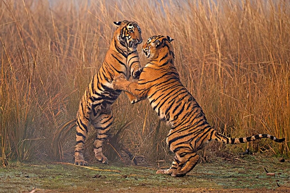 铁汉有柔情吗？看看老虎的繁殖与交配，了解冷门的知识点