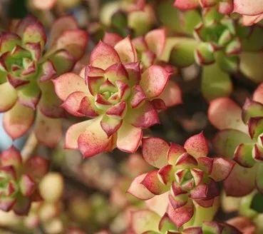 多肉长气根的原因及治疗,为啥多肉杆上长须根