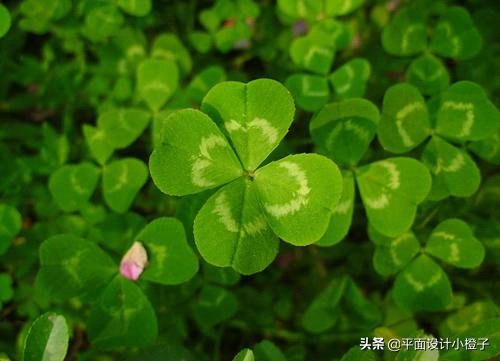 新手平面设计cdr设计图,cdr设计矢量图教程