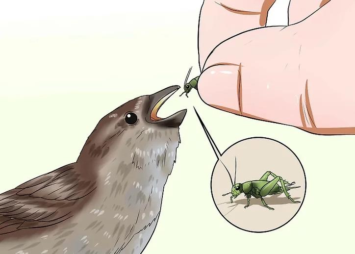 你有没有养过小动物,你有没有想过要养一只猫