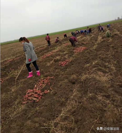 怀远县常坟镇产业振兴助力脱贫