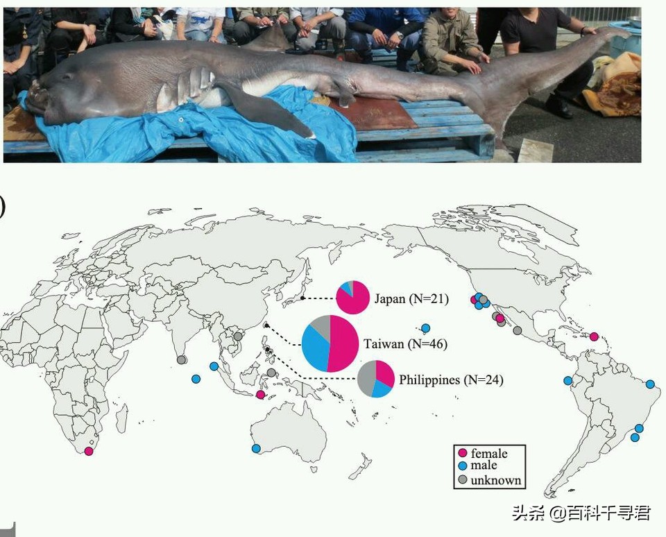 即将灭绝的五头鲨巨口鲨,趣科普最危险的鲨鱼远洋白鳍鲨