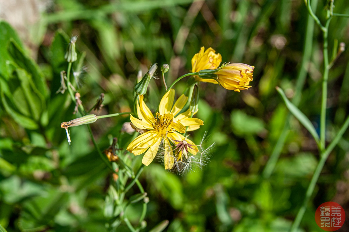 老镜记，Contax35-135/3.3-4.5改装宾得口并试镜