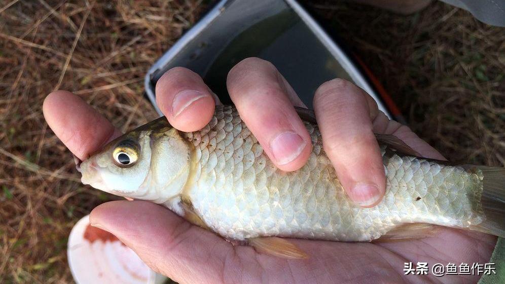 钓鱼人之殇:如何解决老婆不让钓鱼的问题