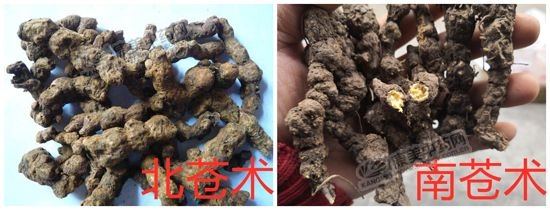 南苍术和北苍术的区别,南苍术价格