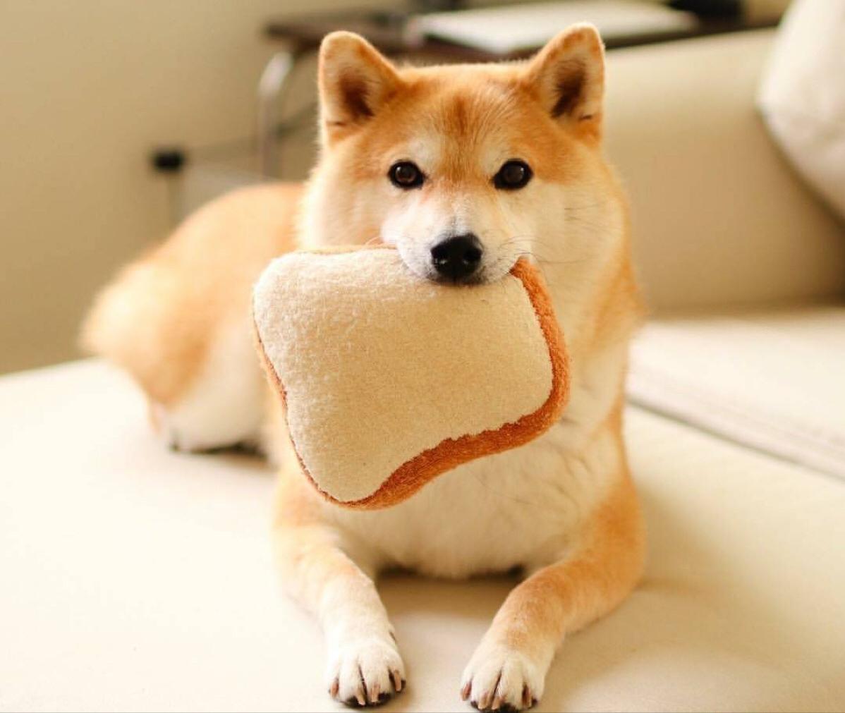 柴犬好养吗柴犬适合上班族养吗,普通人养柴犬需要注意什么