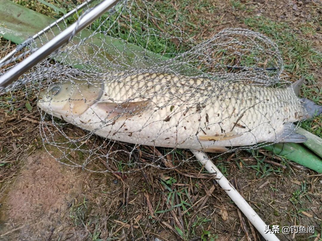 野钓两个竿子有必要用失手绳吗,三米鱼竿用失手绳钓大鱼能行吗