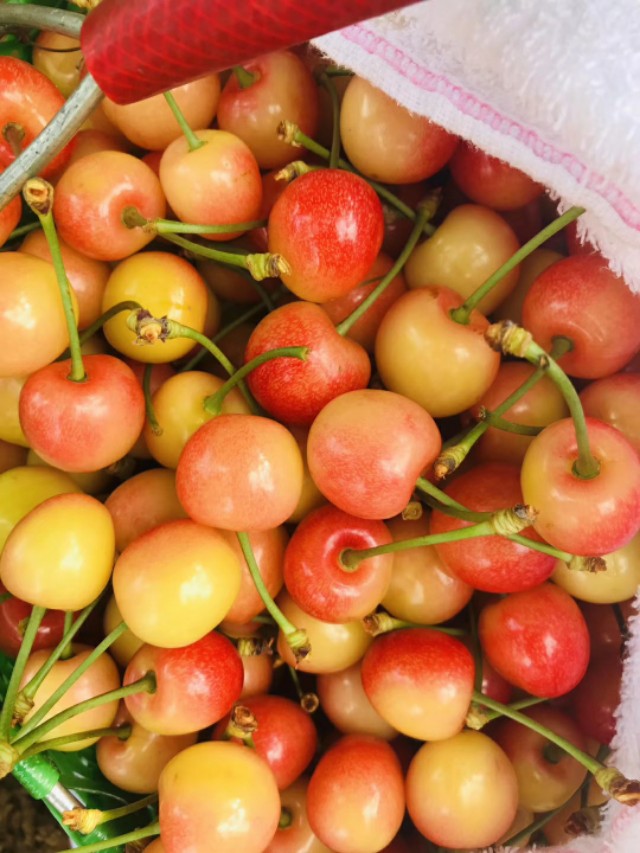 大樱桃防治果蝇用什么药害,大樱桃树夏天果蝇怎样防治