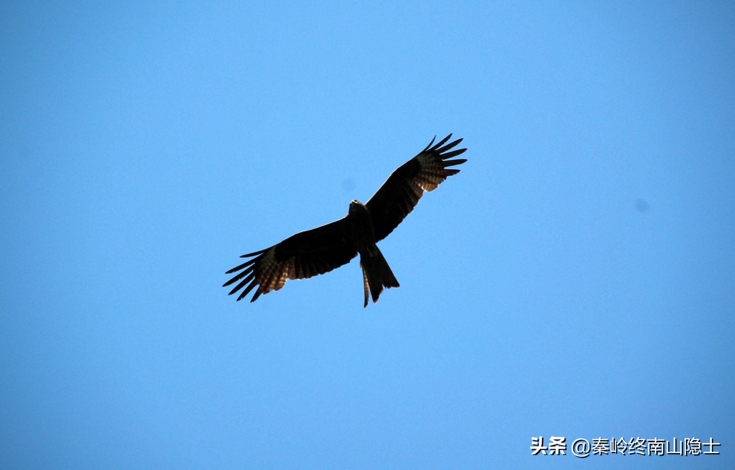 偶遇一只受伤的鸟类,发现一只受伤的鹰隼怎么处理