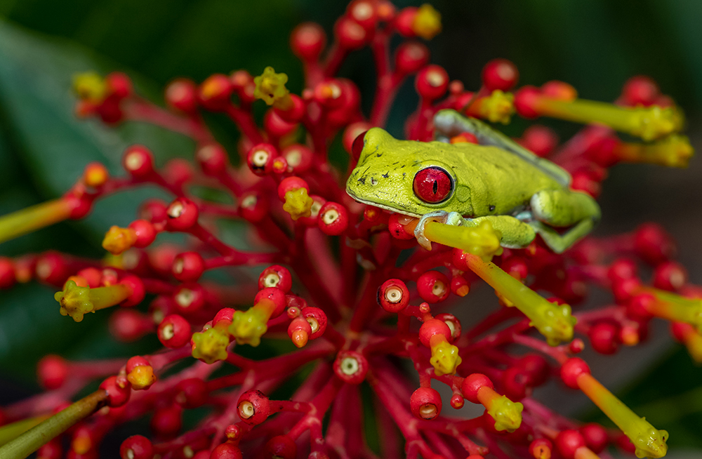图丽镜头100-300mm微距版,图丽百微镜头