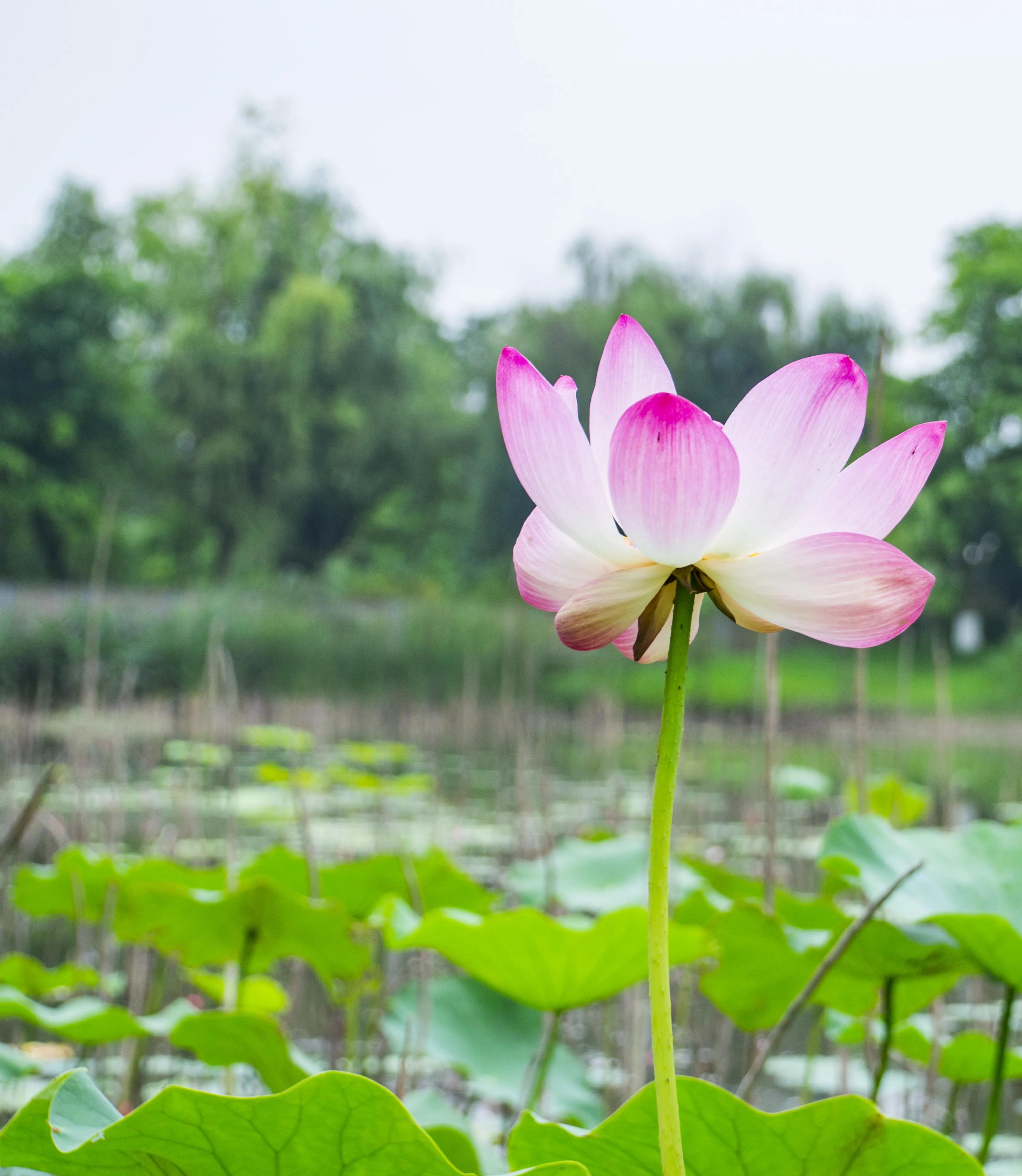 龙泉十陵航拍,龙泉驿区十陵