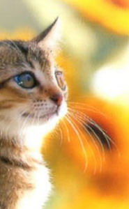 如何用photoshop抠图新手入门教程,photoshop快速抠图几种方法