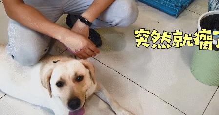 拉布拉多突然瘸了,拉布拉多腿突然瘸了能自己恢复吗