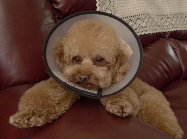 贵宾犬总是拉软便怎么办,贵宾犬的肠胃怎么调理