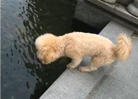 狗子怕水是什么原因,狗子害怕游泳怎么办