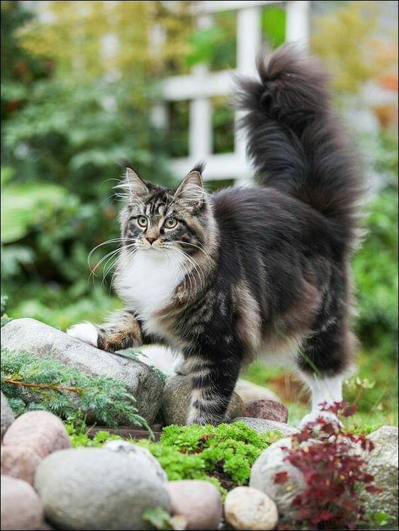 十种罕见的猫咪,常见的猫咪都有哪些品种