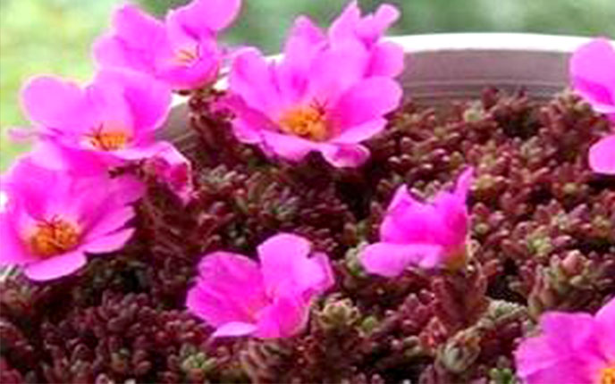 紫米粒多肉开花,紫米粒多肉怎么移盘