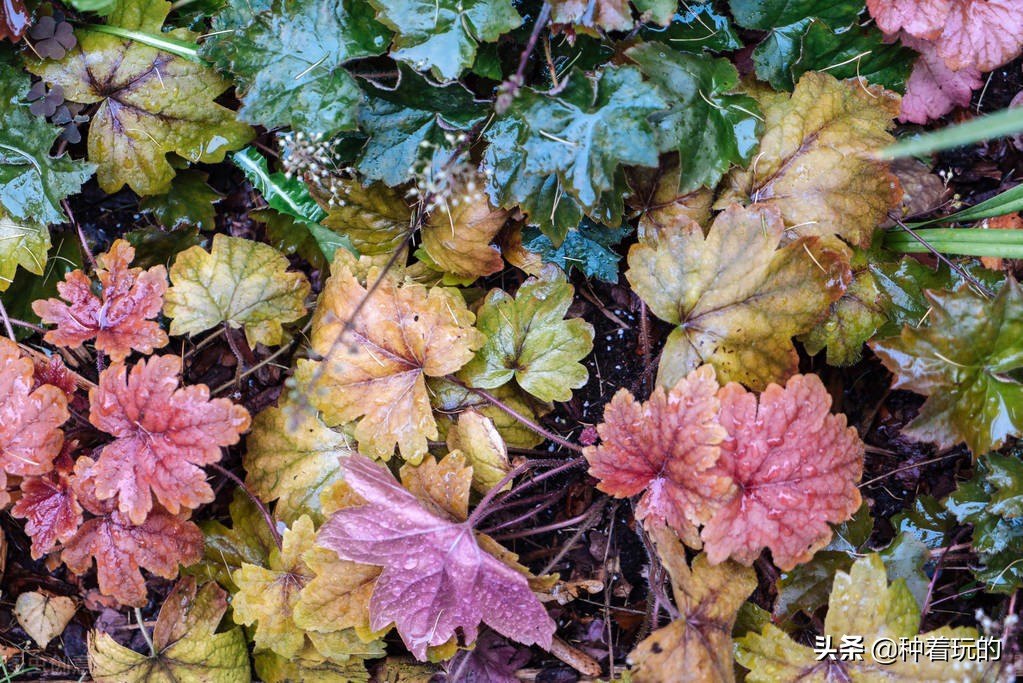 彩叶草矾根组合盆栽,最好看的彩叶草