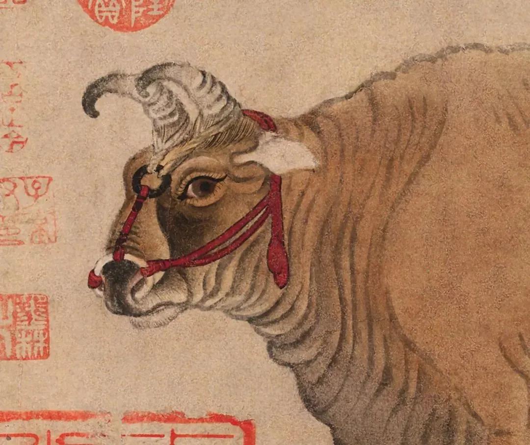 牛一共有四个胃哪个是真正的胃,牛有四个胃会什么的科普小知识