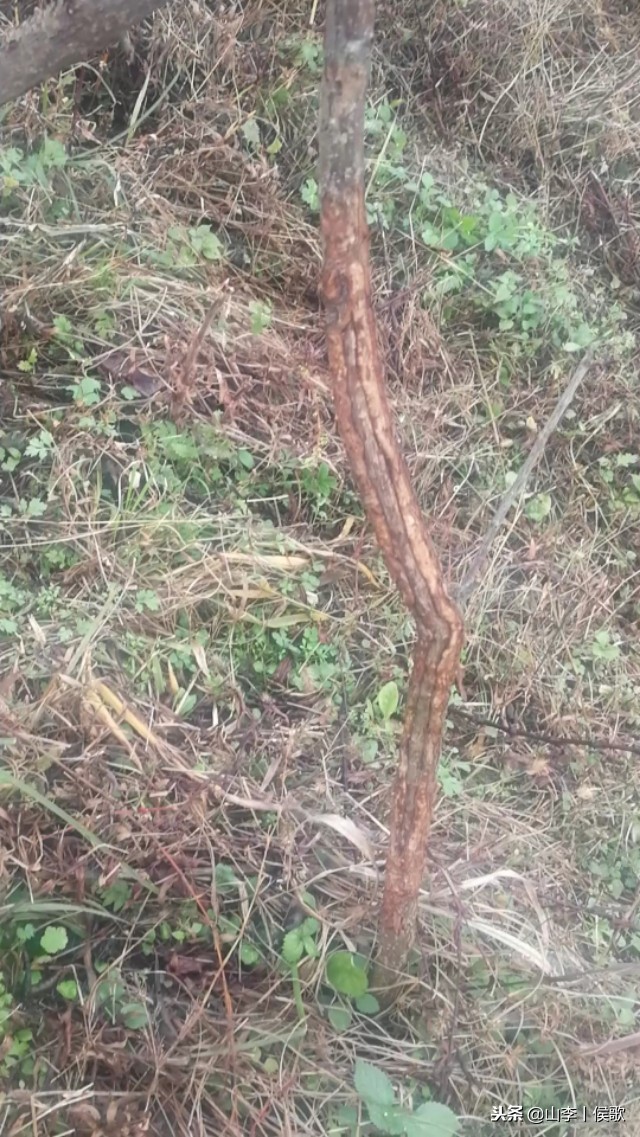 在农村养殖野生兔子方法,如何养殖兔子好吃又简单