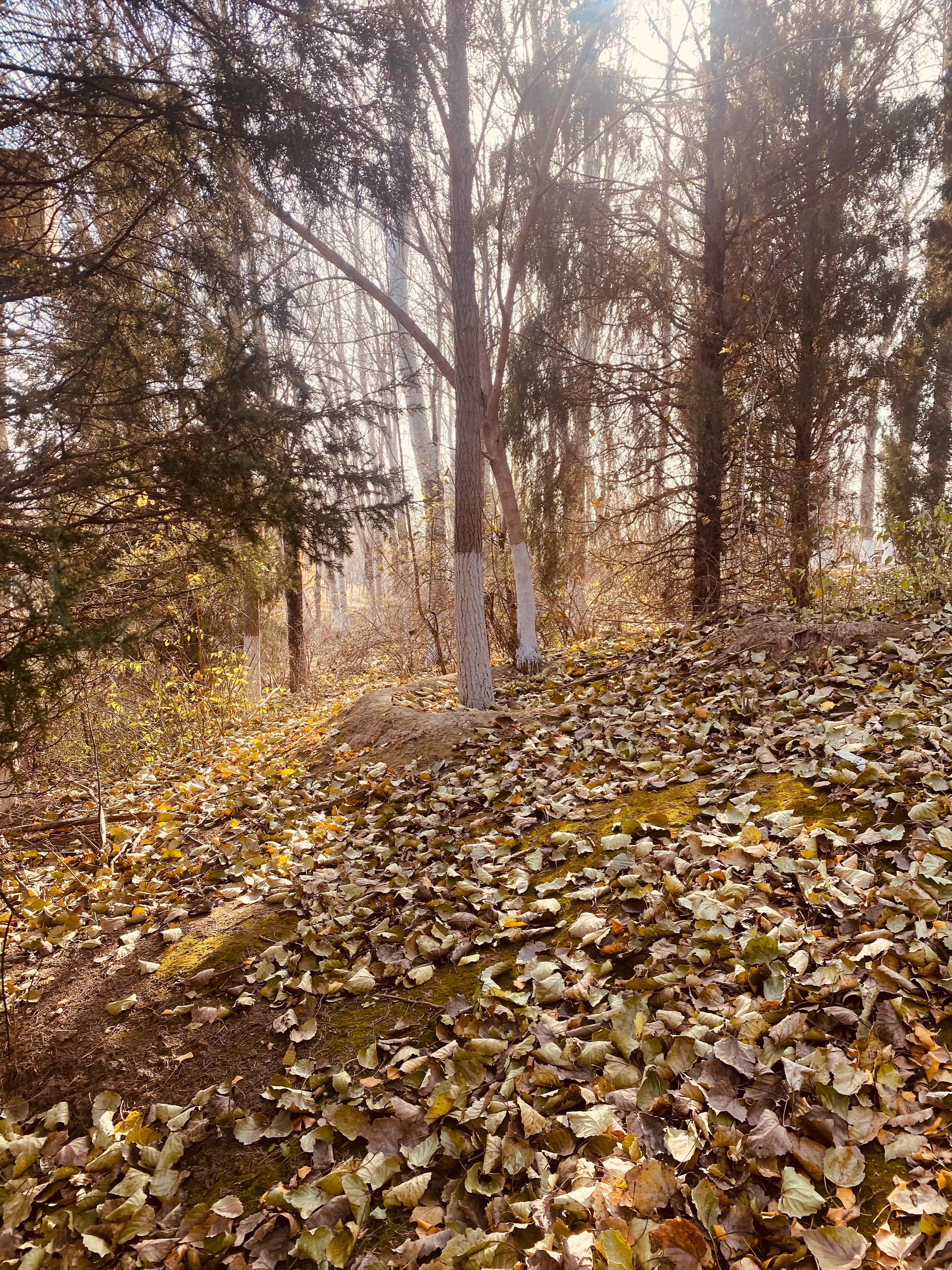 奥森冬天带娃游玩攻略,奥森公园亲子游攻略