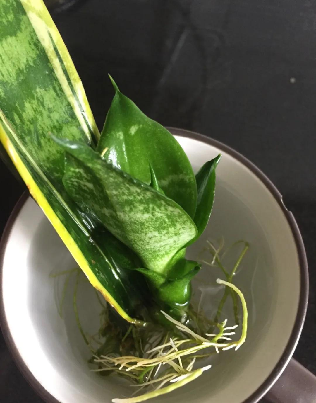 扦插花的养殖方法和技巧,养花扦插有妙招多肉