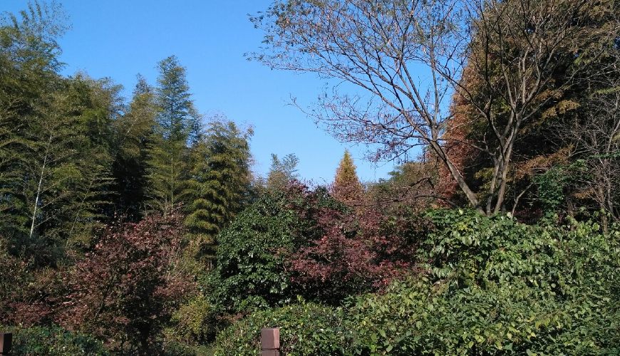 风景秀丽的宜兴竹海,漫步竹林呼吸大自然的清新