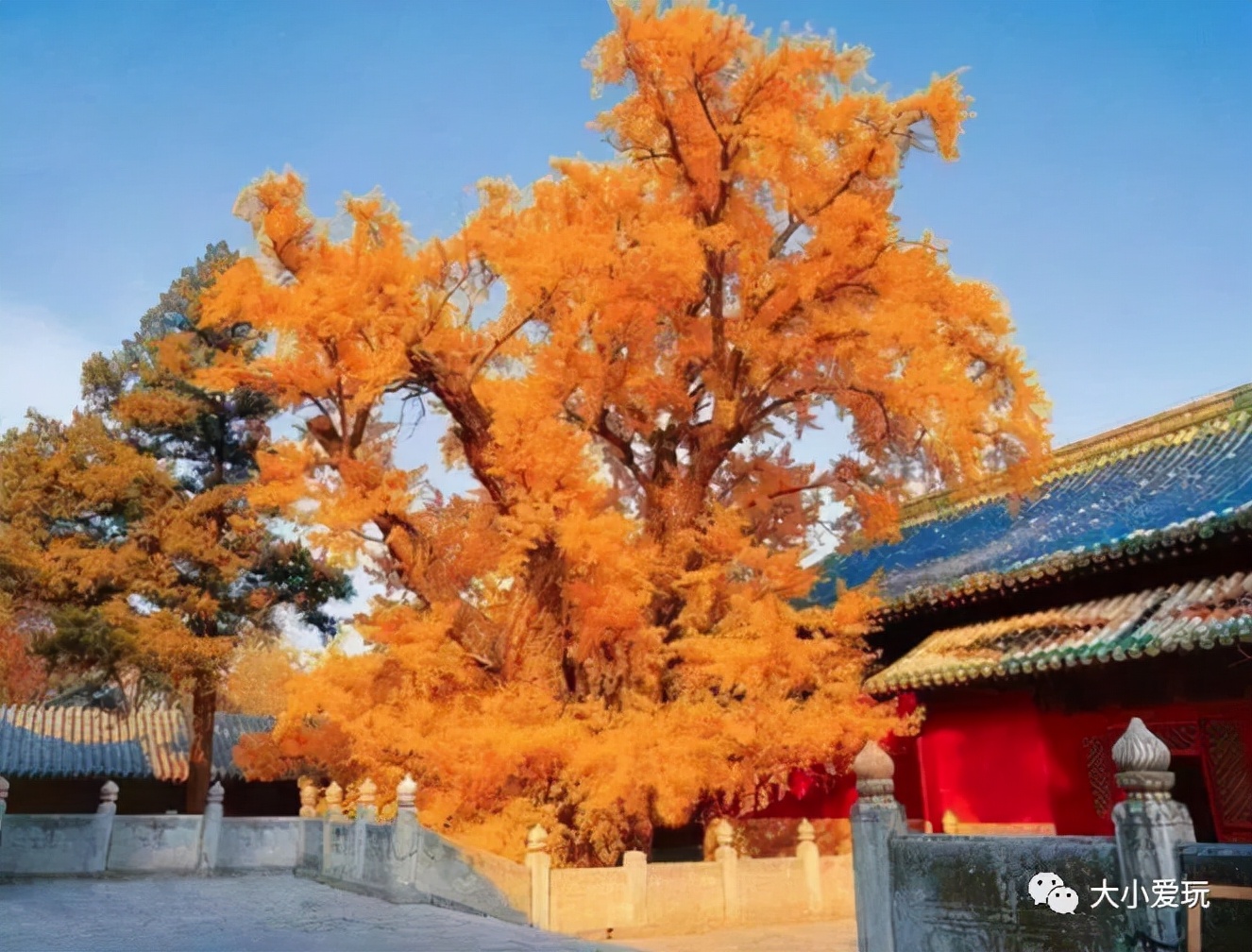 北京红螺寺银杏最佳观赏时间,北京赏银杏景区有哪些