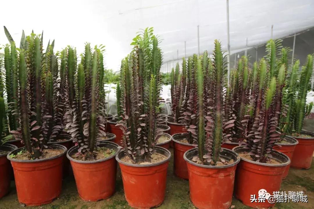 聊城北环花卉市场批发玫瑰鲜花吗,聊城最大的花卉市场