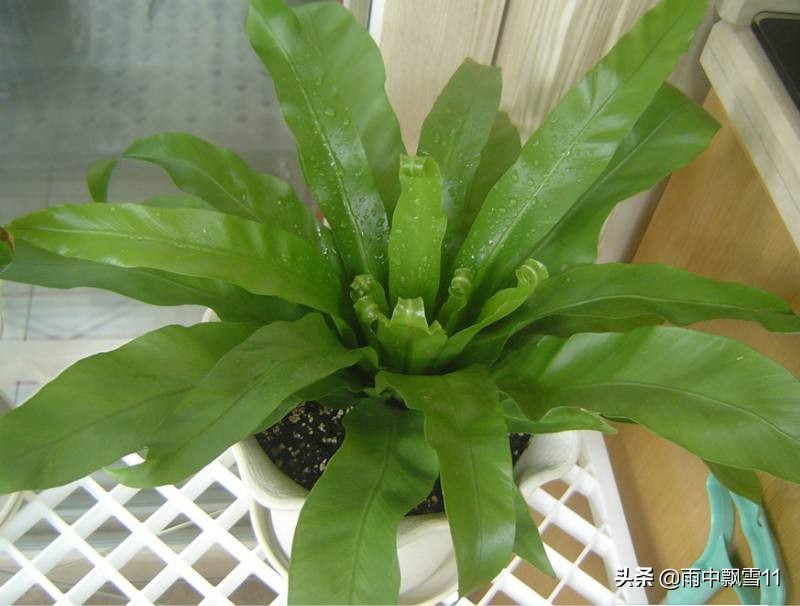 火炬鸟巢蕨黄叶怎么补救,鸟巢蕨叶片变黄有斑点什么原因