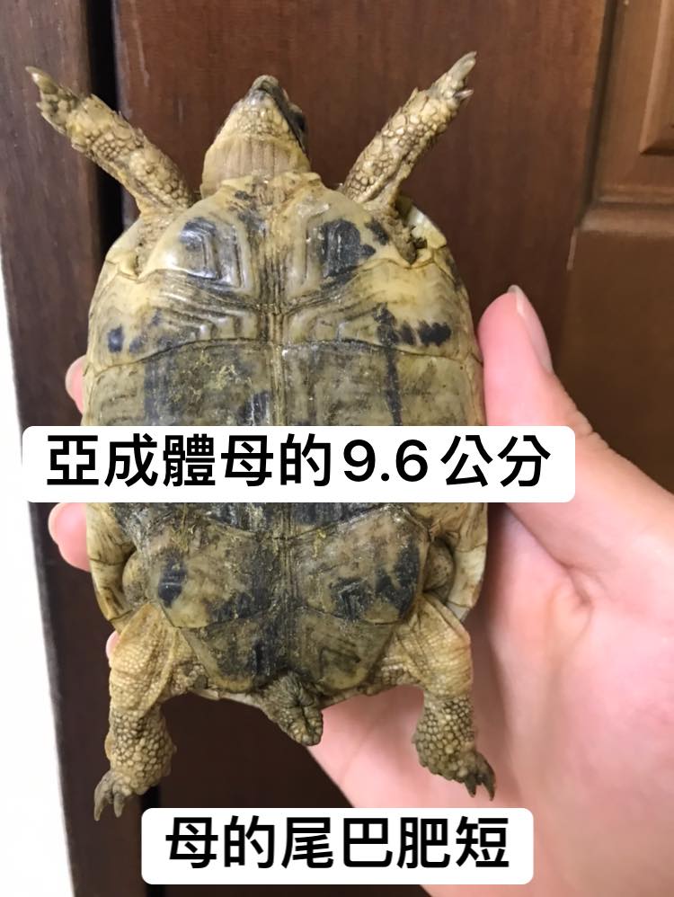 欧洲陆龟排酸吗,欧洲陆龟的图片