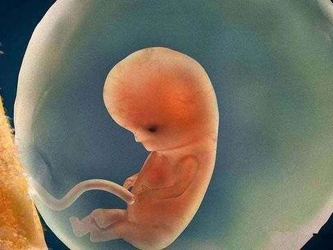 双胞胎胎儿的形成全过程,胎儿形成的全过程