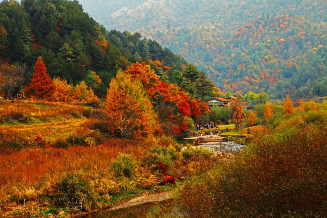 陕西汉中黎坪红叶,汉中黎坪红叶免费