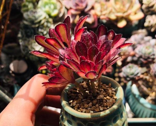 多肉褪色了怎么办,多肉褪色是什么问题