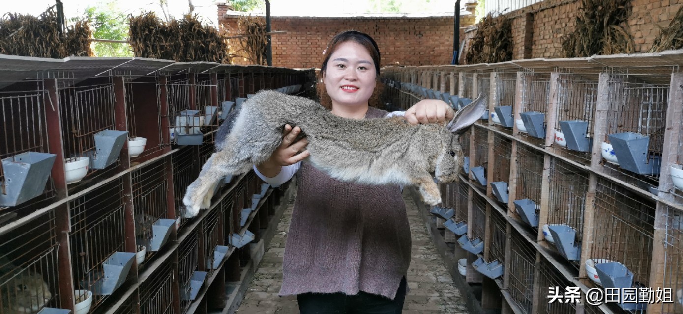 兔子养殖技巧及兔子粪便处理,兔子堇的养殖方法和注意事项