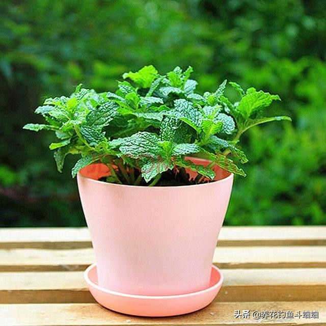 盆栽薄荷如何养护教程,盆栽薄荷播种注意事项
