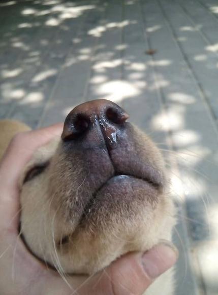 小狗拉稀流鼻涕不吃东西什么原因,小狗为什么容易流眼泪