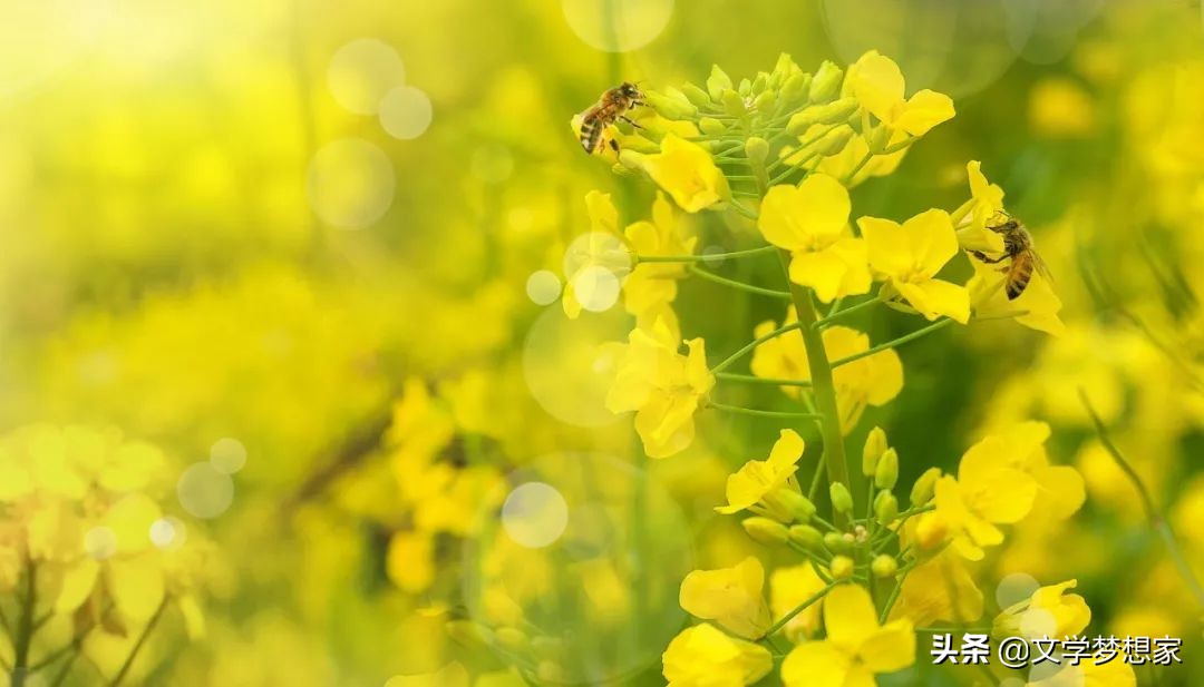 春天的成语和古诗句,有哪些是关于春天的成语