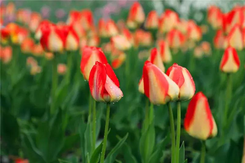 中国科学院植物研究所北京植物园,北京植物园有牡丹花还有什么花