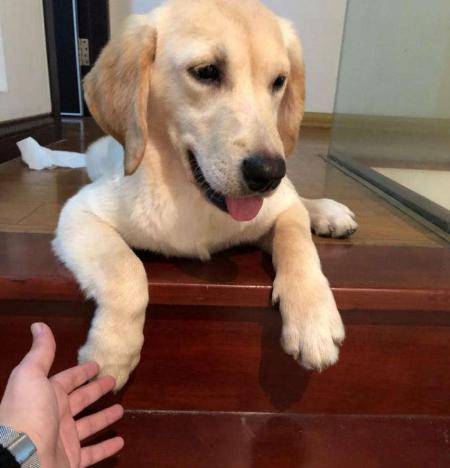 如何纠正狗狗在家随地大小便,3-7天解决狗狗随地大小便