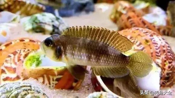 养鱼大神都养什么鱼,鱼缸养鱼都有哪些鱼