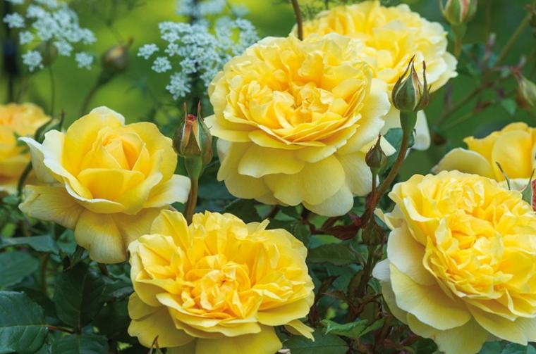20种必买月季品种图片,网购月季有哪些品种好活