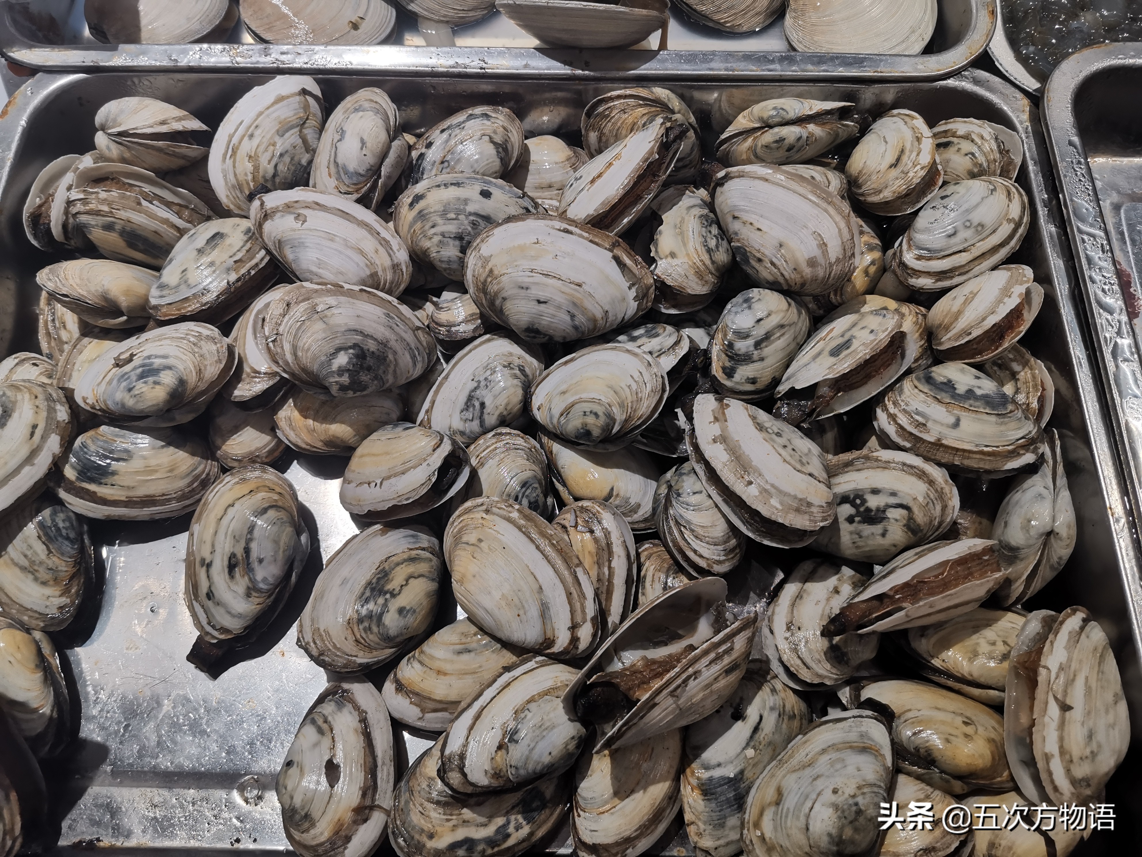 好吃的贝类品种大全,青岛贝类海鲜有哪些品种